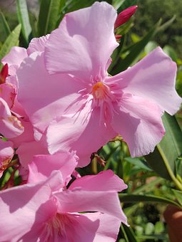 Oleander, Nerium Oleander, Fru Planchon
