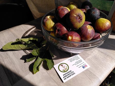 Figner, Skål Med Figner, Dauphine Fig
