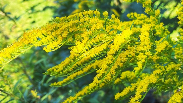 Vara De Oro Flores Rama - Foto gratis en Pixabay