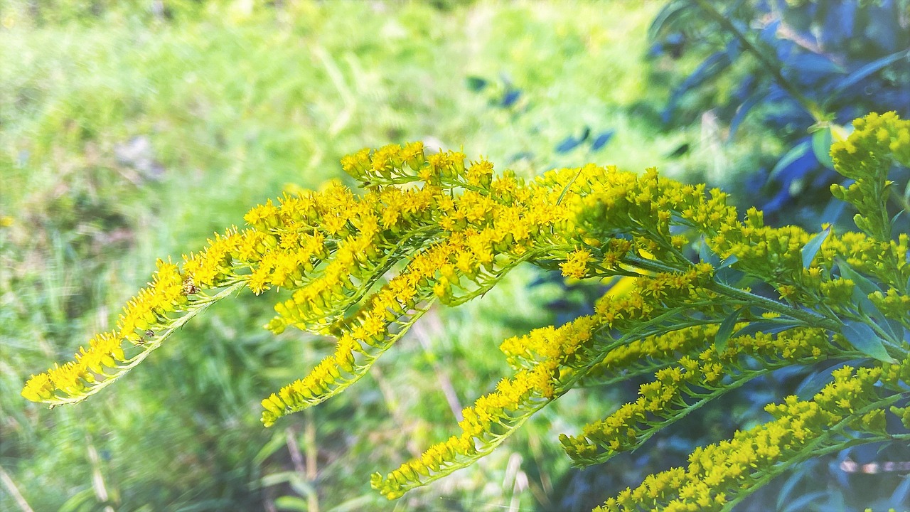 Goldenrod Flowers Branch Yellow Free photo on Pixabay Pixabay