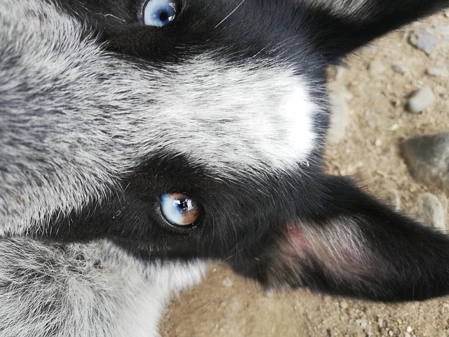 Rauque Chien Rauque Œil - Photo gratuite sur Pixabay - Pixabay