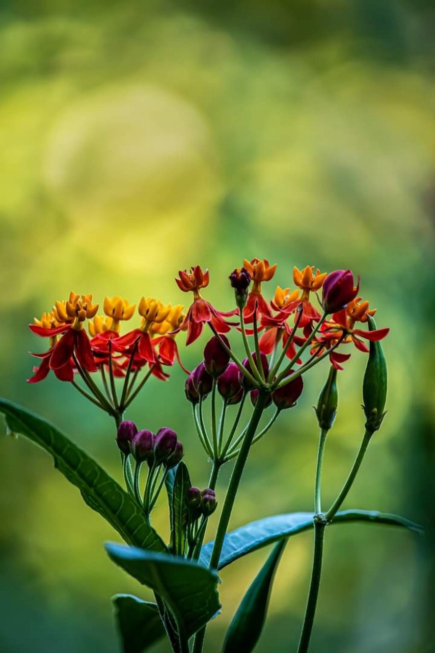 Sitemapcdatahttpwweinfbizidphoto De Profil Nature Fleur
