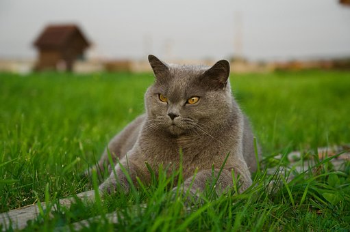 Free Animal Cat photo and picture
