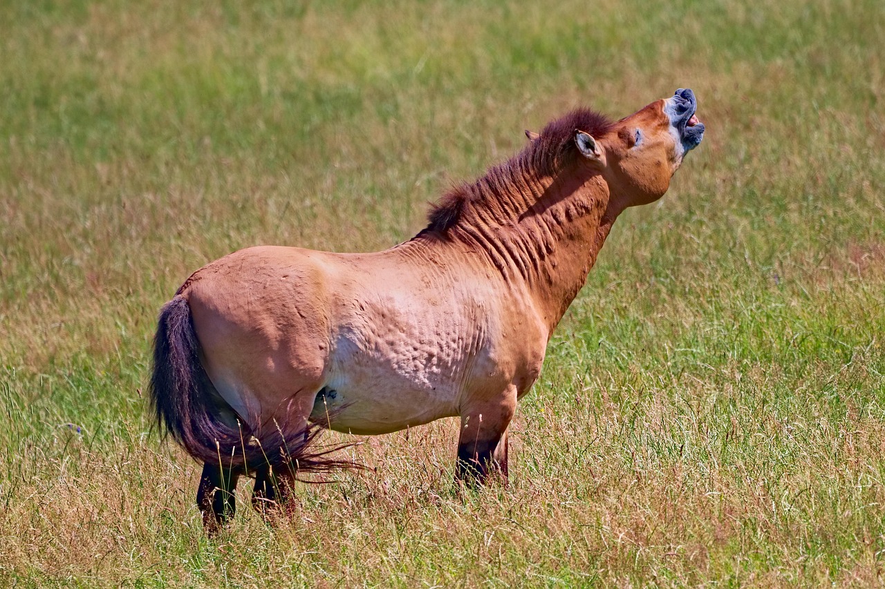 Przewalski S Horse Takhi Mongolian Free Photo On Pixabay Pixabay