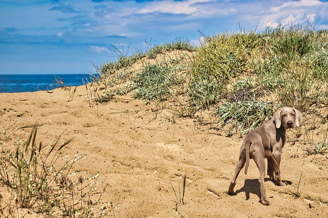 Free Dog Beach photo and picture