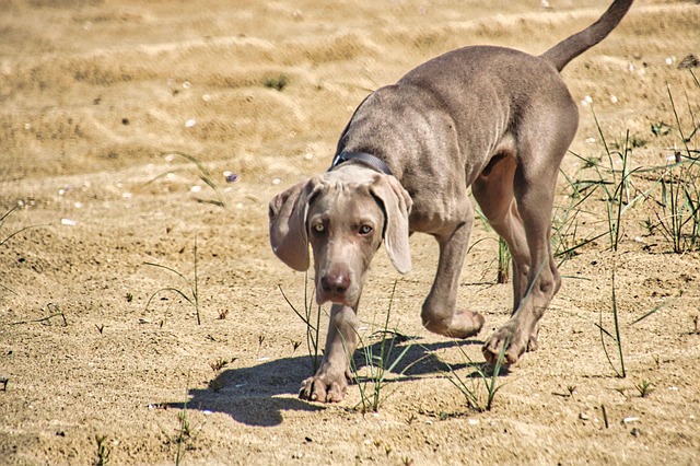 Free Dog Pet photo and picture