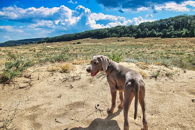 Free Animal Dog photo and picture