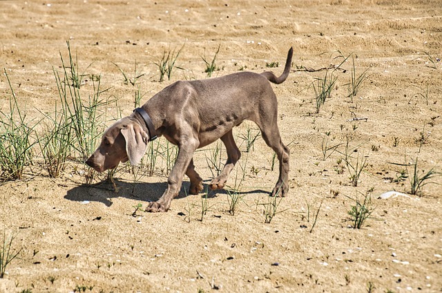 Free Dog Pet photo and picture