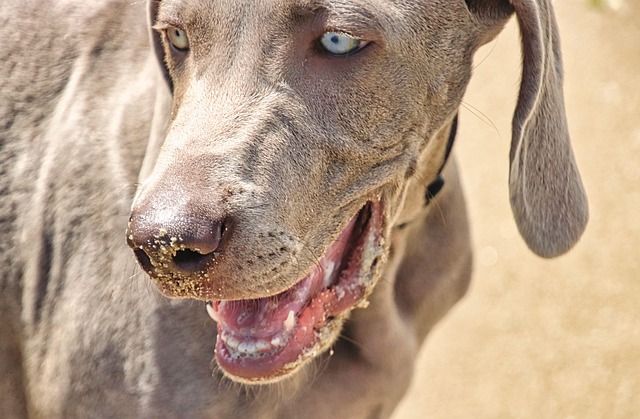 Free Dog Pet photo and picture