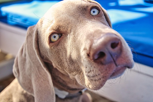 Free Dog Pet photo and picture