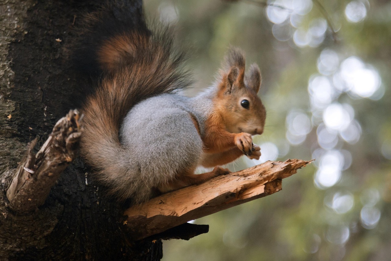 Squirrel Rodent Foraging Free photo on Pixabay Pixabay