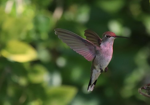 Free Hummingbird Bird photo and picture