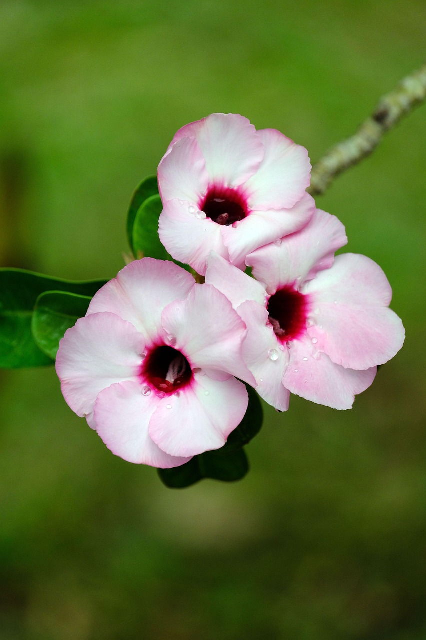 252 beautiful photo results - Pixabay