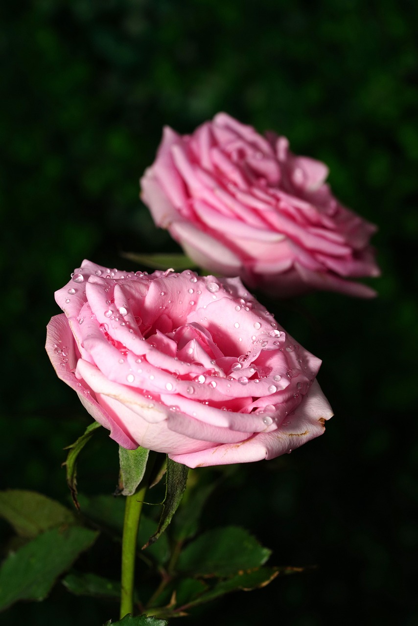 Rose Image Link Des Roses Fleurs Fleur - Photo gratuite sur Pixabay - Pixabay