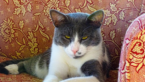 Free Hayvan Cat photo and picture
