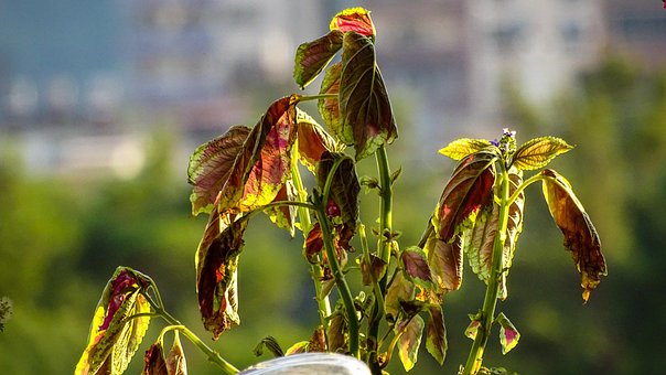 Free Leaves Botany photo and picture