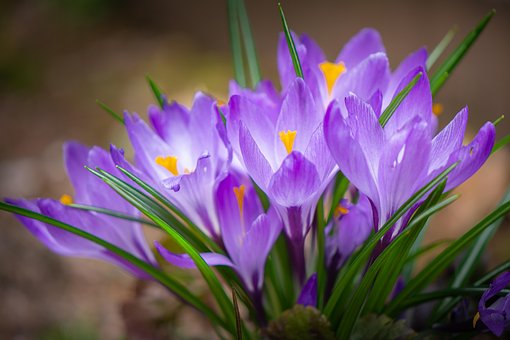 Krokus, Blomster, Smukke Blomster, Have