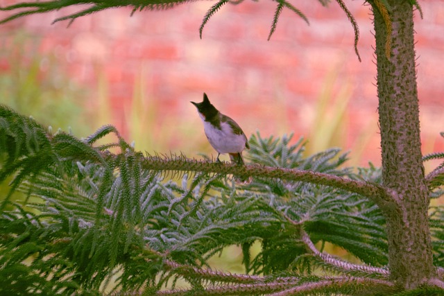 Free Bird Nature photo and picture