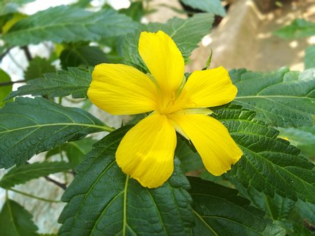 Free Flower Bloom photo and picture