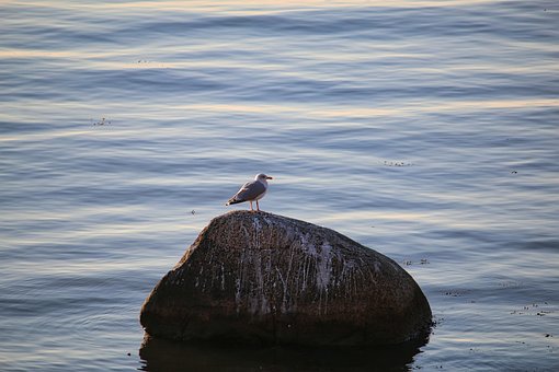 Free Bird Seagull photo and picture