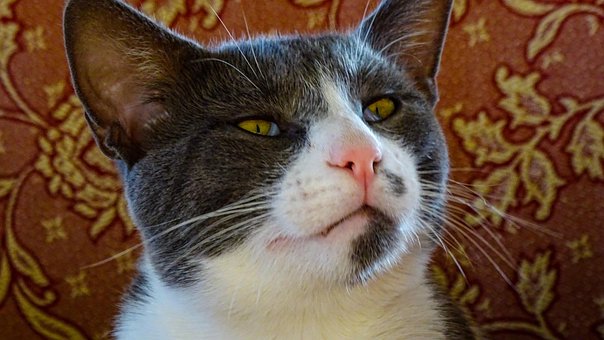 Free Keds Cat photo and picture