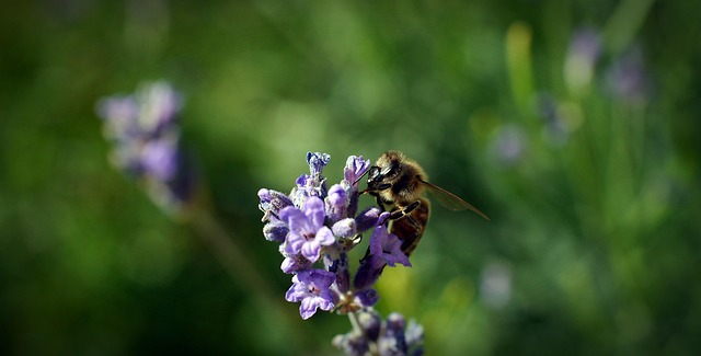 Free Flower Bee photo and picture