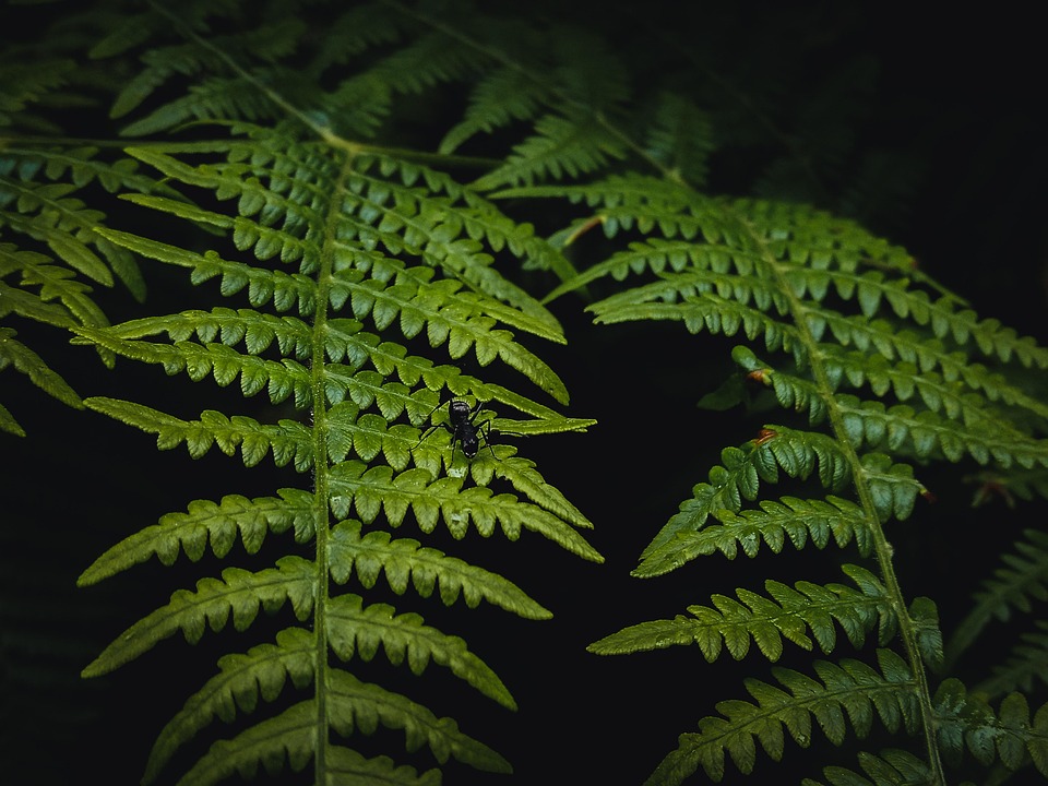 シダの葉っぱ – シダ植物 一覧 有名 – KGMPYV