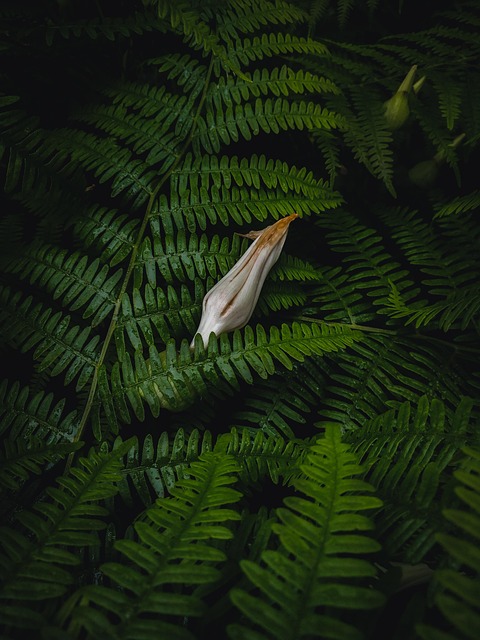 Free Plant Fern photo and picture