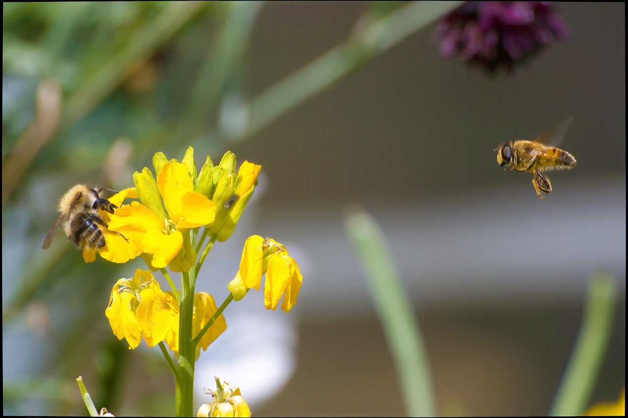 Download free HD stock image of Bee Insect Free Bee Insect photo and picture