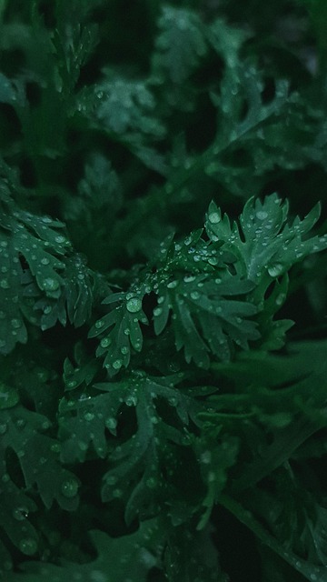 Free Leaves Plant photo and picture