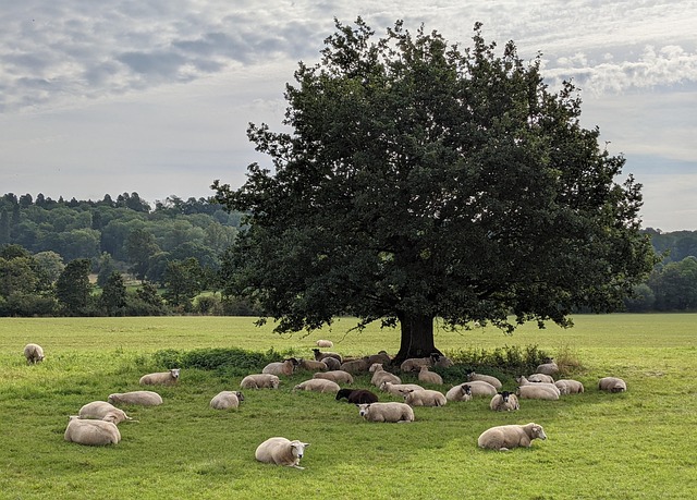 Die Schafe, Weide, Natur, Ländlich