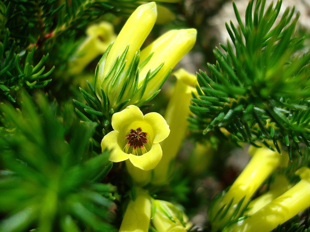 Free Flower Conifer photo and picture