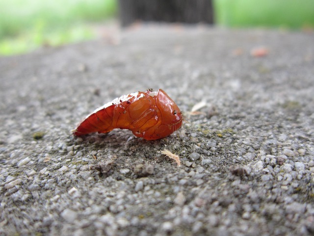 Pupa Insect Insects - Free photo on Pixabay - Pixabay