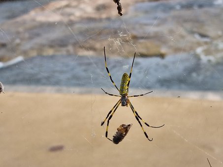 Spinne, Netz, Insekten