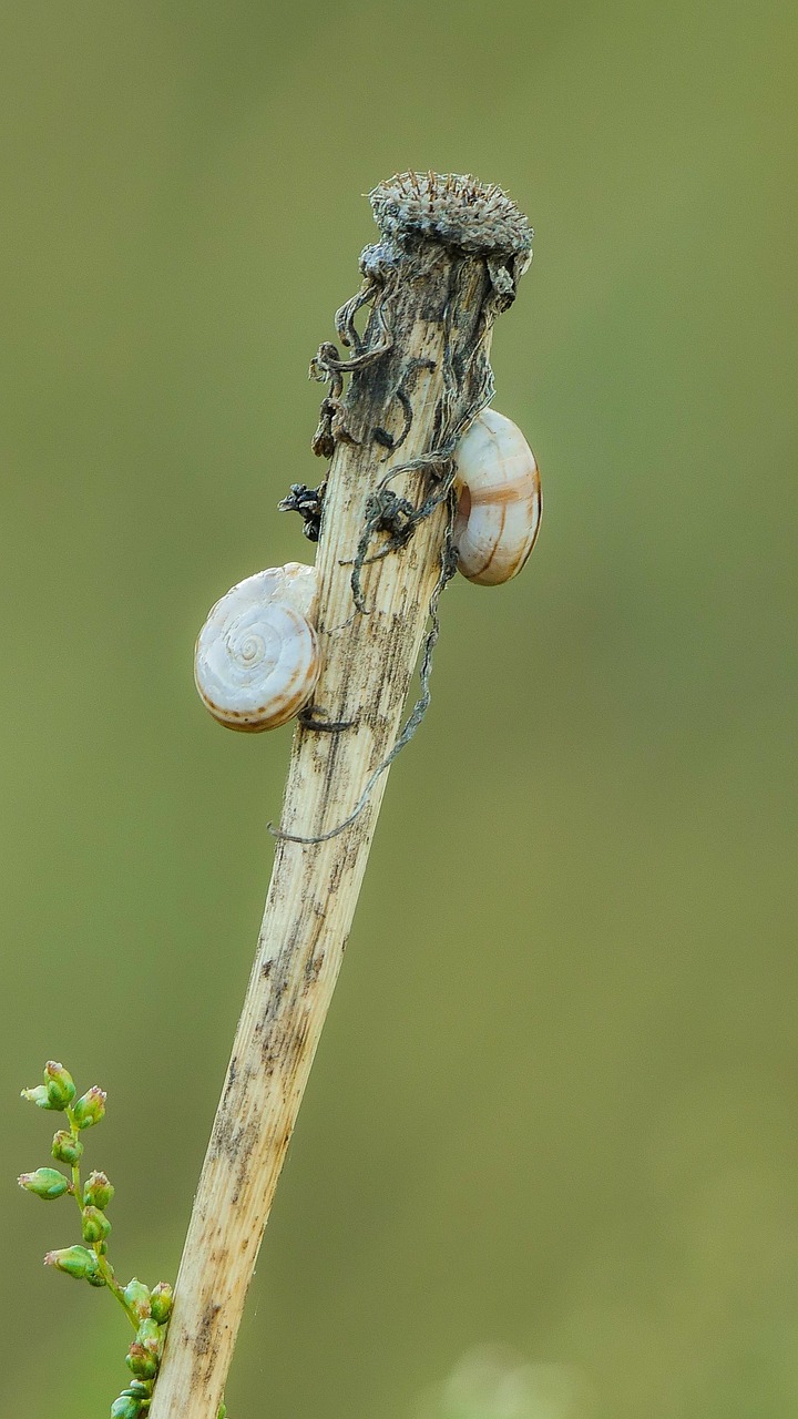 Siput Kerang Moluska - Foto gratis di Pixabay - Pixabay