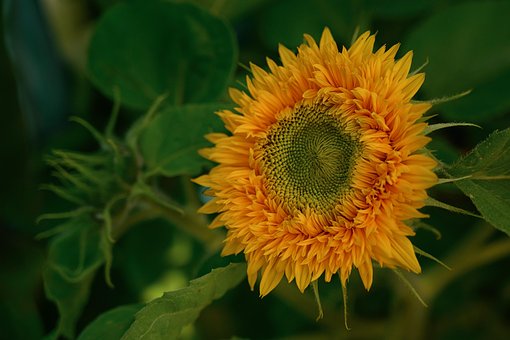 Sonnenblume, Blume, Gelbe Blume