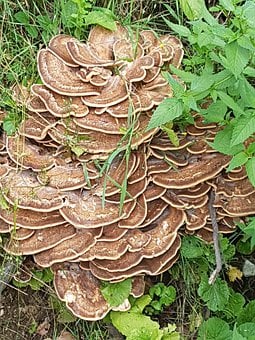 Meripilus Giganteus, Cogumelo Gigante