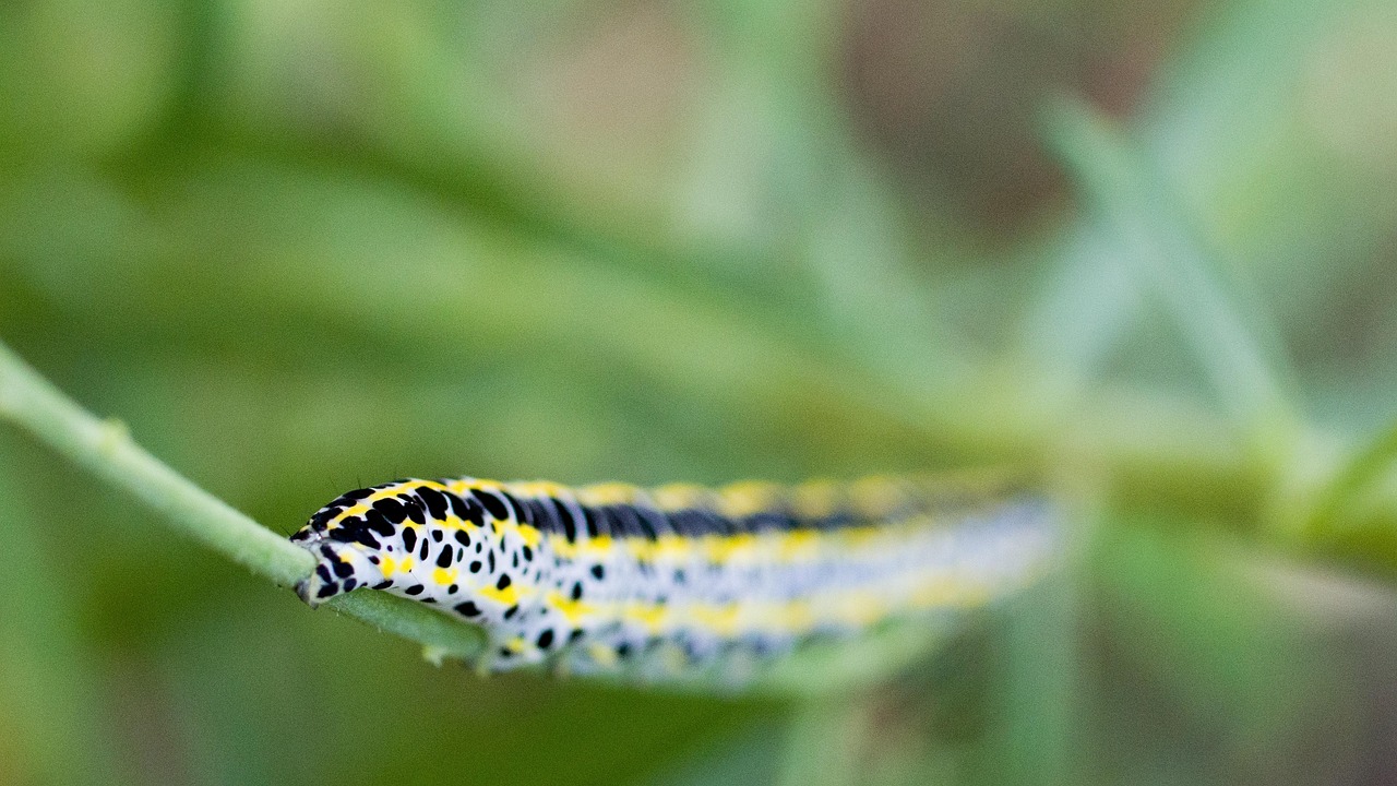 Insecte Chenille Entomologie - Photo gratuite sur Pixabay - Pixabay