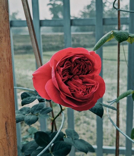 Free Flower Rose photo and picture