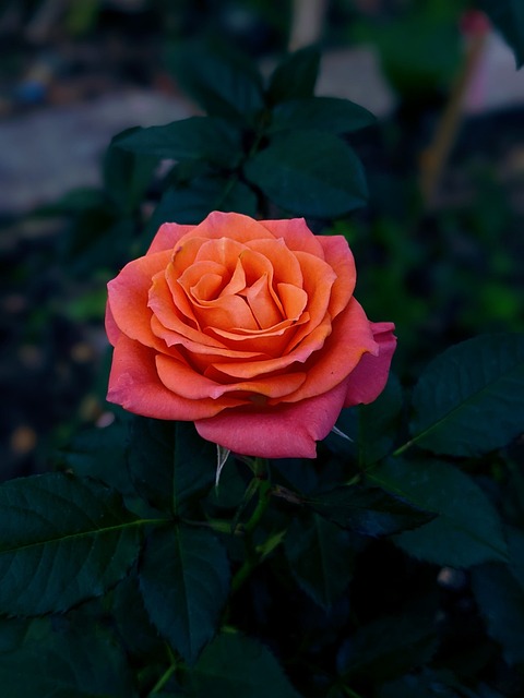Free Flower Pink Rose photo and picture