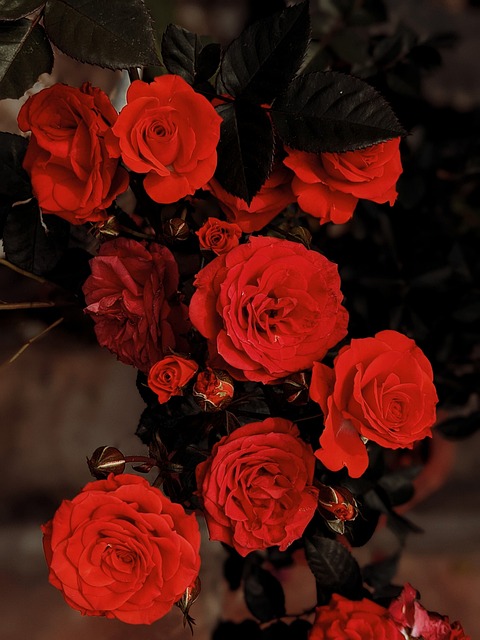 Free Flowers Rose photo and picture