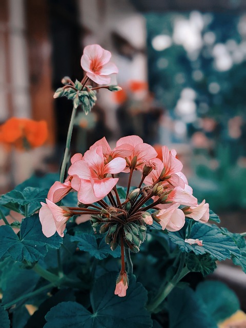 Free Flowers Flower Wallpaper photo and picture