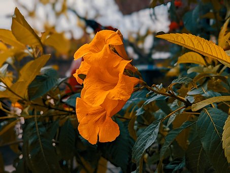 Free Flowers Nature photo and picture