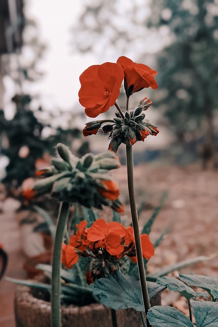 Free Poppies Red Flowers photo and picture