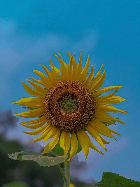 Free Flower Sunflower photo and picture
