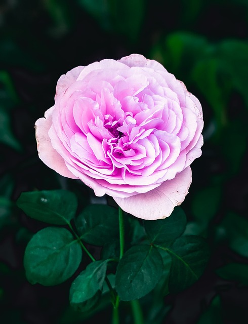 Free Garden Rose Flower photo and picture