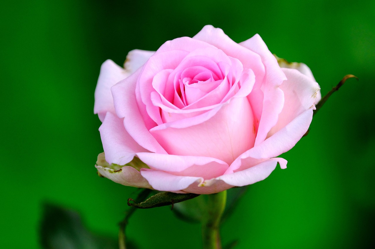Rose Fleur De Photo Gratuite Sur Pixabay Pixabay