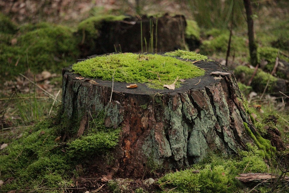 树桩 自然 苔藓 - Pixabay上的免费照片 - Pixabay