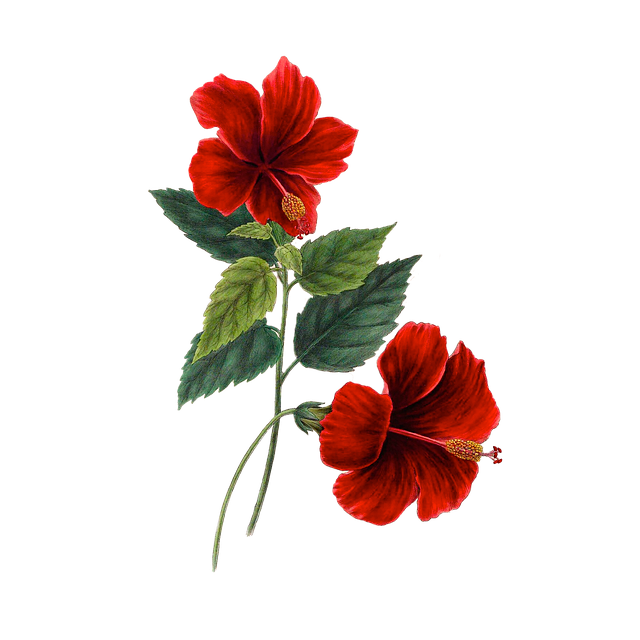 Free Flowers Red Flowers illustration and picture