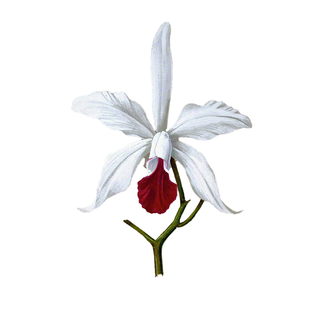 Free Flower White Flower illustration and picture